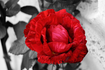 Black and color rose