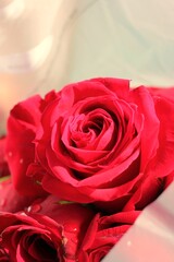 close up of red rose