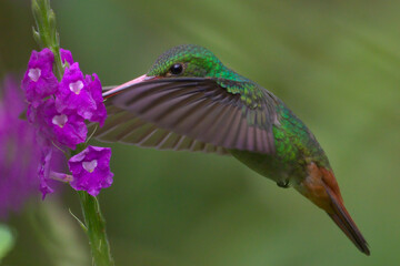 hummingbird in flight