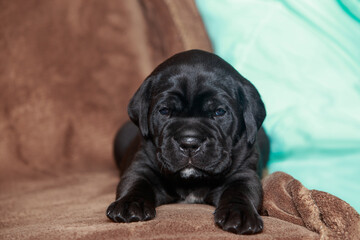 dog breed cane corso italiano