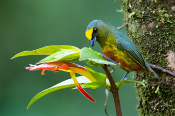 olive-backed euphonia