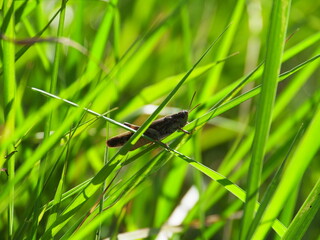 Grasshopper