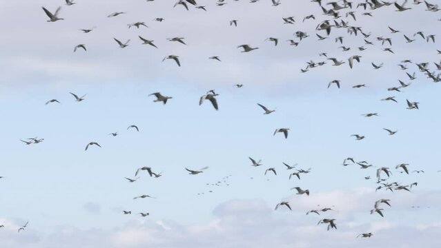 Flock of Geese Flying During Autumn Migration, Wide shot