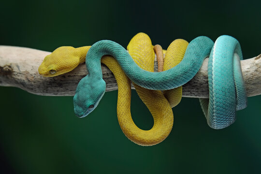 snake on a branch