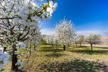 flowering cherry orchard near Cejkovice, Southern Moravia, Czech Republic