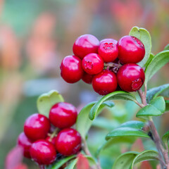 Lingonberries