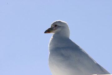 Gaviota reposa en Lisboa.