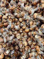 Container with snails on the market 