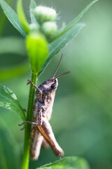 Close-up of a green grasshopper. Grasshopper on the grass.