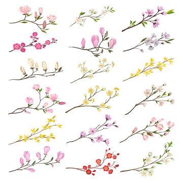 Blooming branches of trees set. Cherry, apple, jasmine blossoming twigs cartoon vector