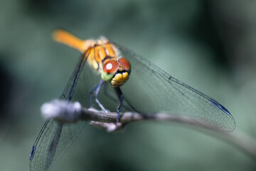 Dragonfly photographed close up. Dragonfly on a branch of grass.