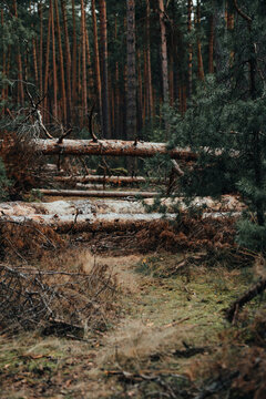 Storm Damage. Fallen Tree In The Forest After A Storm. Image Of A Large Tree Trunk Broken Down By High Winds And Lightening Due To Thunderstorm. Concept For Tree Cutting Service Ad