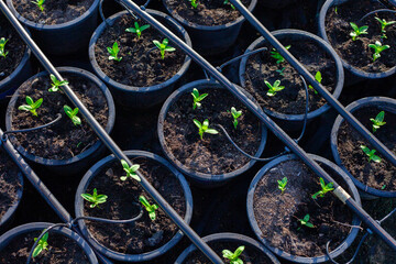 Young green seedlings are growing.