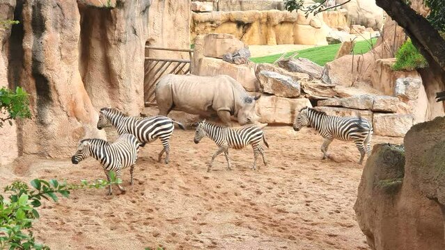 rhinoceros and zebras walk on sandy soil in a wildlife Park