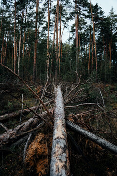 Storm Damage. Fallen Tree In The Forest After A Storm. Image Of A Large Tree Trunk Broken Down By High Winds And Lightening Due To Thunderstorm. Concept For Tree Cutting Service Ad