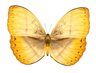 yellow tropical butterfly isolated, png