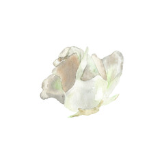 Watercolor white rose. Roses floral green greenery eucalyptus brown dry grass. Wedding boho floral Invitation decor design. Tender pastel cream flowers holiday birthday card. Hand drawn illustration.