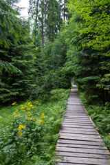 Obraz premium pathway to Velke Mechove Jezirko, Jeseniky Mountains, Czech Republic