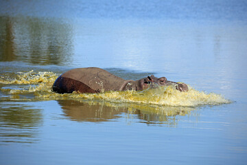 Fototapeta premium Flusspferd