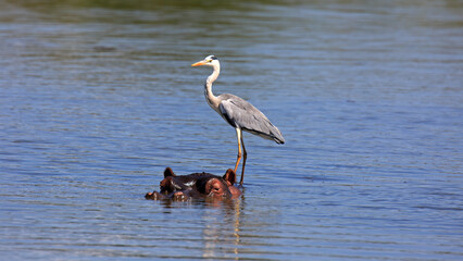 Flusspferd und Reiher