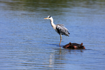 Flusspferd und Reiher