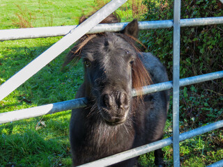 small brown shetland pony with his head through the gate