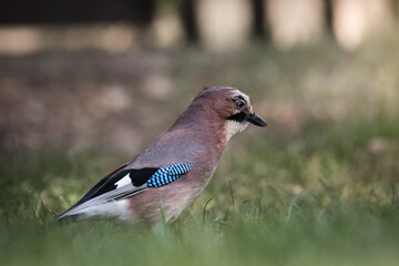 Eurasian jay, Garrulus glandarius, very nice big bird, colorful feathers, looking for oak acorns and nuts. Brown bird with blue feathers on the wing