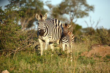 Fototapeta na wymiar Zebra Baby