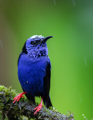 red-legged honeycreeper