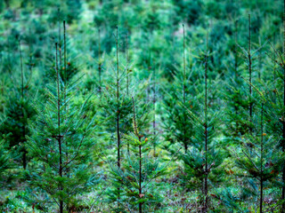 Wiederaufforstung durch anpflanzen von jungen Bäumen im Mischwald