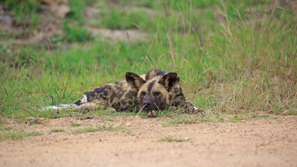 Wild Dogs