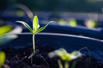 Young green seedlings are growing.