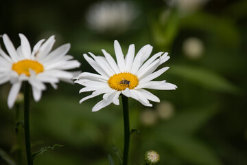 Obraz premium Daisies growing in a garden in Ontario.
