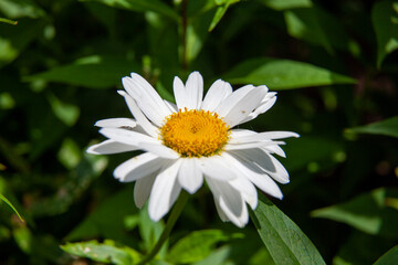 Obraz premium Daisies growing in a garden in Ontario.