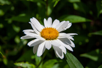 Daisies growing in a garden in Ontario.
