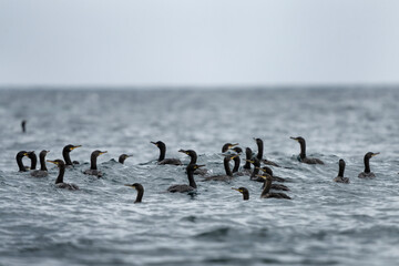 Great cormorant on the scotland coast. Cormorans on the sea surface. European nature. 