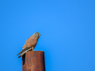 kestrel perched on a post with bright blue sky in the background