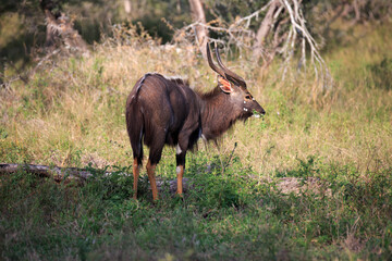 Nyala