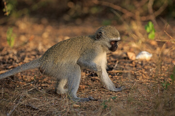 Grüne Meerkatze