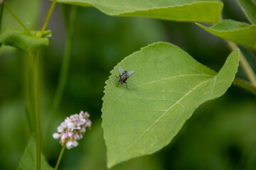 common green bottle fly resting on the leaf of a sunflower with a blurred green background