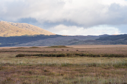Mountain ridge with dry grass and wild animals