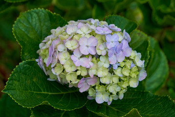 Hydrangea flowers