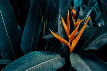 Tropical flower, orange heliconia blooming on dark blue leaf background