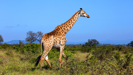 Giraffe