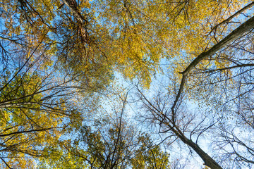 Bottom view of the treetops in the autumn forest. Autumn forest background. Trees with brightly colored leaves, red-orange trees in the autumn park. Colorful leaves and trees against the blue sky.