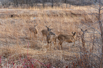 Urban White-tailed Deer Along The Trail In Spring In Wisconsin