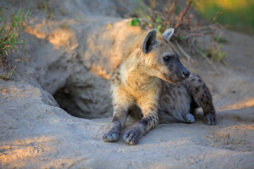 Fototapeta premium Hyäne