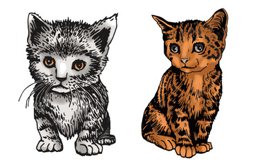 Vector color two cats,graphical drawing of domestic pets,illustration for design and books