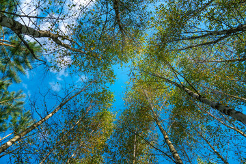 Bottom view of the treetops in the autumn forest. Autumn forest background. Trees with brightly colored leaves, red-orange trees in the autumn park. Colorful leaves and trees against the blue sky.