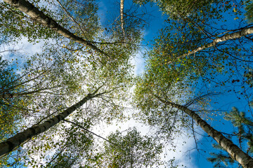 Bottom view of the treetops in the autumn forest. Autumn forest background. Trees with brightly colored leaves, red-orange trees in the autumn park. Colorful leaves and trees against the blue sky.